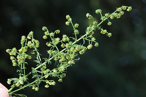 Artemisia_annua_inflorescence.jpg