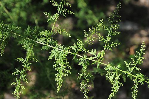Artemisia_annua_inflorescence2.jpg