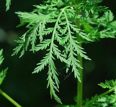 Artemisia_annua_leaf.jpg