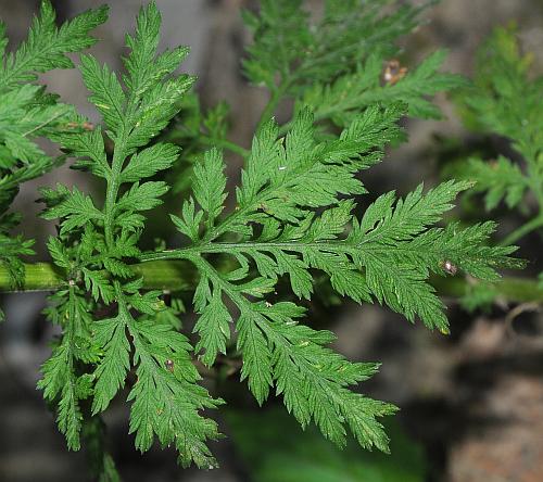 Artemisia_annua_leaf2.jpg