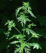 Artemisia annua thumbnail