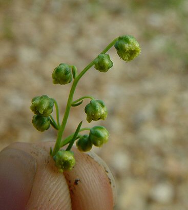 Artemisia_campestris_flowers.jpg