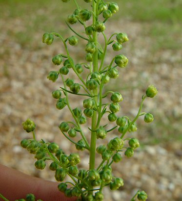 Artemisia_campestris_inflorescence.jpg