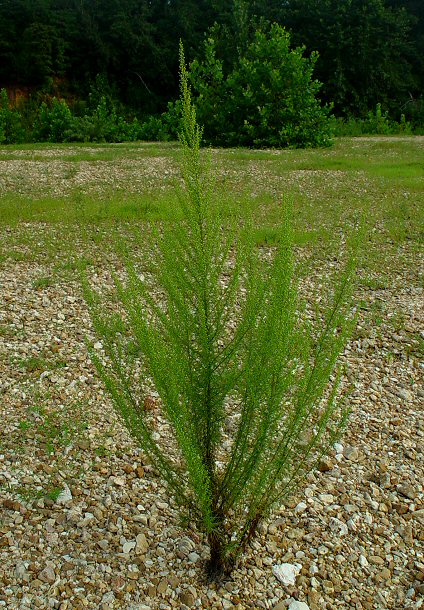 Artemisia_campestris_ssp_caudata_plant.jpg