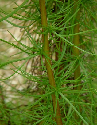 Artemisia_campestris_stem.jpg