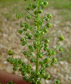 Artemisia campestris thumbnail