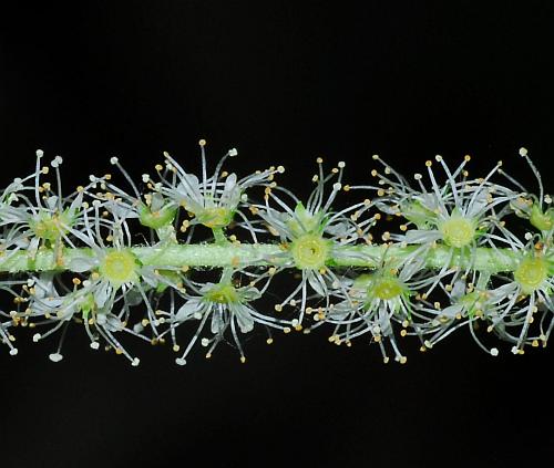 Aruncus_dioicus_flowers2.jpg