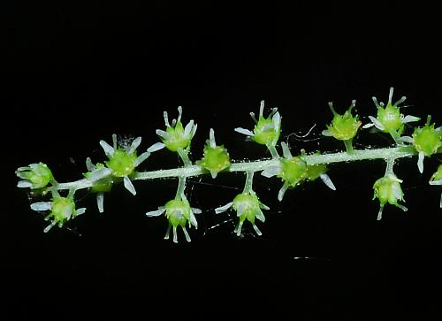 Aruncus_dioicus_flowers3.jpg