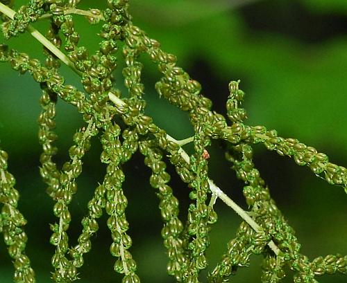 Aruncus_dioicus_fruits.jpg