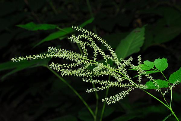 Aruncus_dioicus_inflorescence.jpg