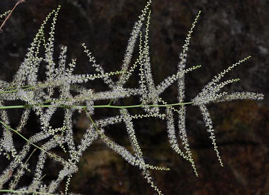 Aruncus_dioicus_inflorescence2.jpg