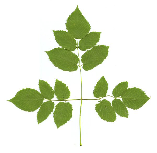 Aruncus_dioicus_leaf.jpg