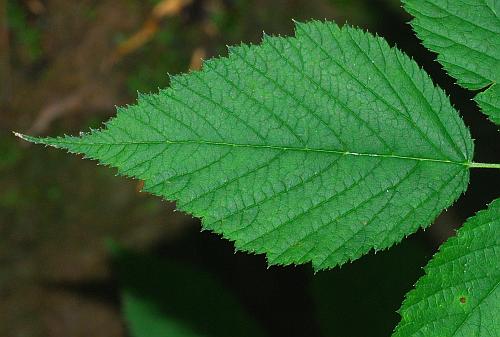 Aruncus_dioicus_leaflet1.jpg