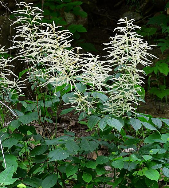 Aruncus_dioicus_plant.jpg