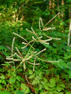 Aruncus dioicus thumbnail