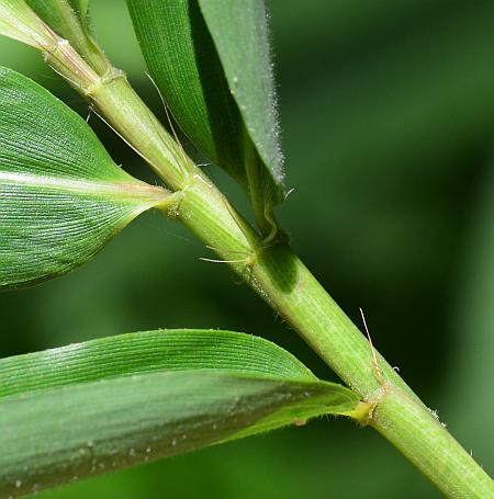 Arundinaria_gigantea_bases.jpg