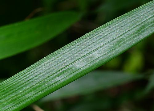 Arundinaria_gigantea_leaf1.jpg