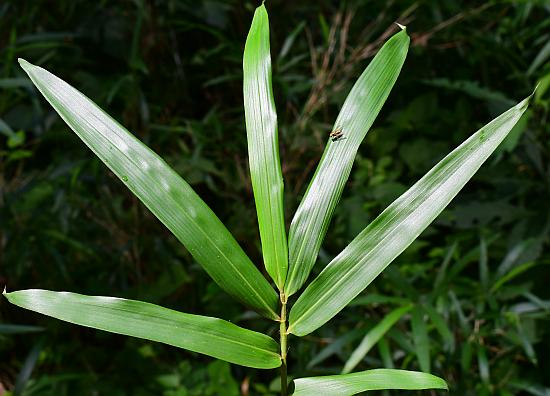 Arundinaria_gigantea_leaves1.jpg