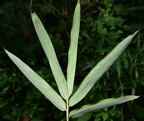 Arundinaria_gigantea_leaves2.jpg