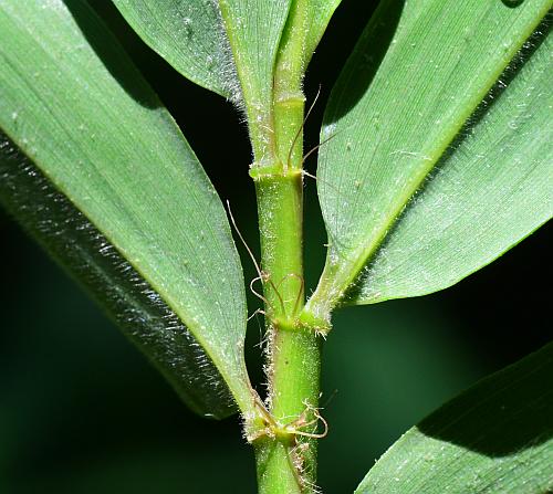 Arundinaria_gigantea_leaves2a.jpg