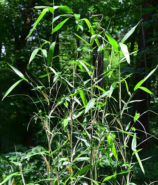 Arundinaria_gigantea_plant.jpg