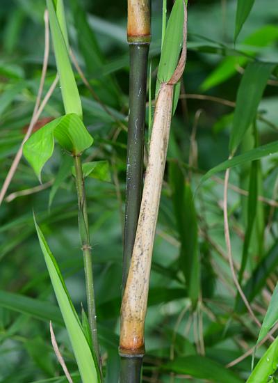 Arundinaria_gigantea_stem1.jpg