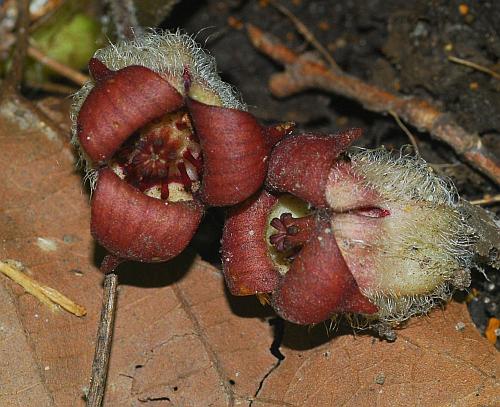 Asarum_canadense_flower1.jpg