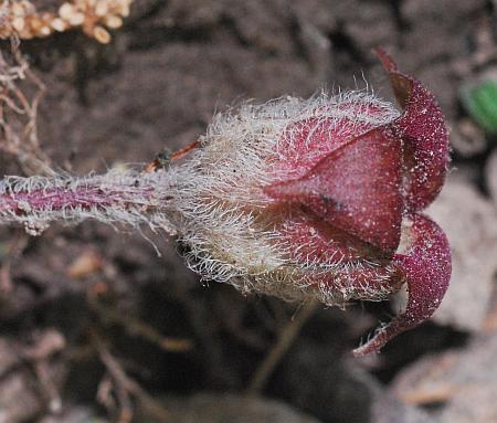 Asarum_canadense_flower2.jpg