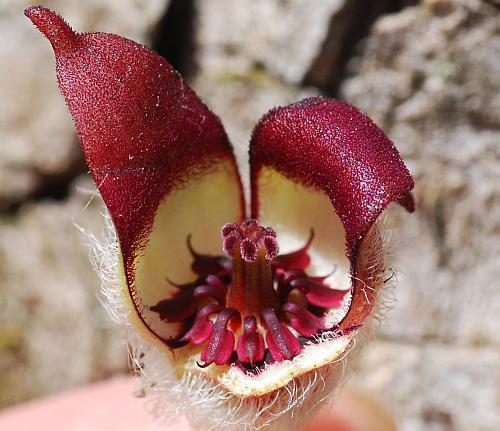 Asarum_canadense_flower3.jpg