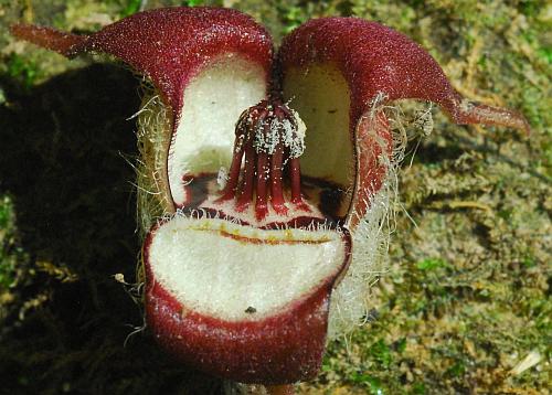 Asarum_canadense_flower4.jpg