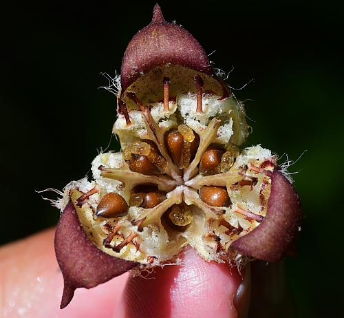 Asarum_canadense_fruit.jpg