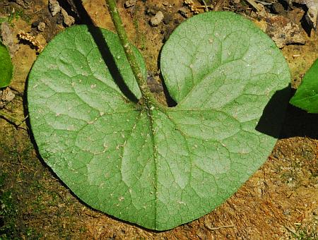 Asarum_canadense_leaf2.jpg