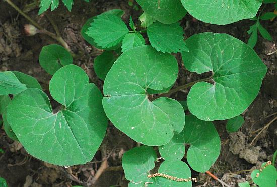 Asarum_canadense_leaves.jpg