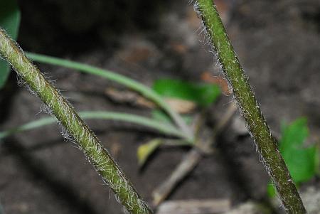 Asarum_canadense_petioles.jpg