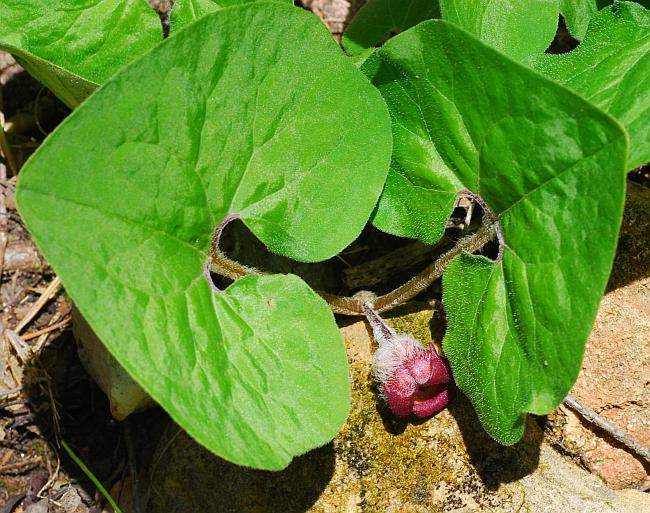 Asarum_canadense_plant.jpg