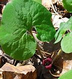 Asarum canadense thumbnail