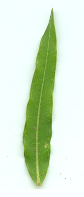 Ascelpias_meadii_leaf1.jpg