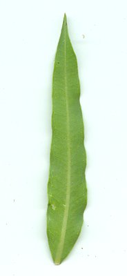 Ascelpias_meadii_leaf2.jpg