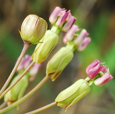 Asclepias_amplexicaulis_bud.jpg