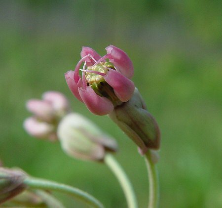 Asclepias_amplexicaulis_flower2.jpg