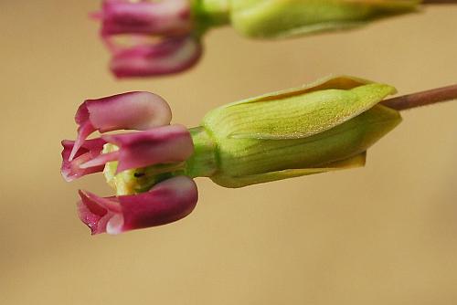 Asclepias_amplexicaulis_flower3.jpg