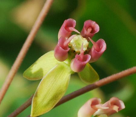 Asclepias_amplexicaulis_flower4.jpg