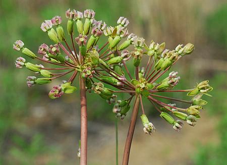 Asclepias_amplexicaulis_inflorescence.jpg