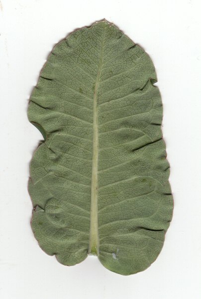 Asclepias_amplexicaulis_leaf2.jpg