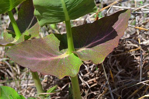 Asclepias_amplexicaulis_leaf3.jpg