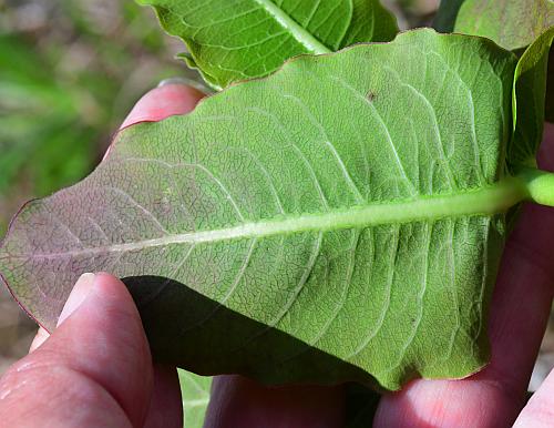 Asclepias_amplexicaulis_leaf4.jpg