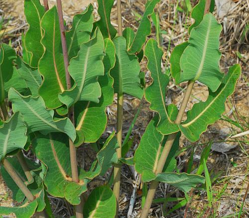 Asclepias_amplexicaulis_leaves.jpg