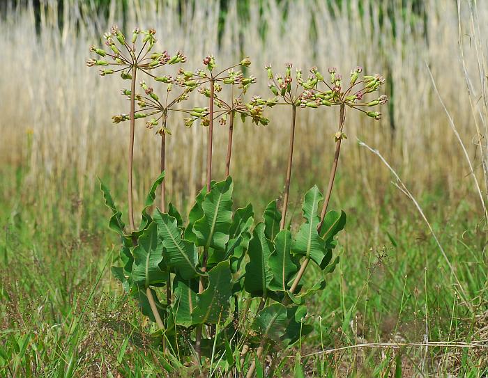 Asclepias_amplexicaulis_plant2.jpg