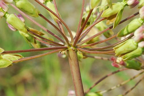 Asclepias_amplexicaulis_umbel.jpg