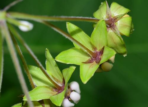 Asclepias_exaltata_calyces.jpg